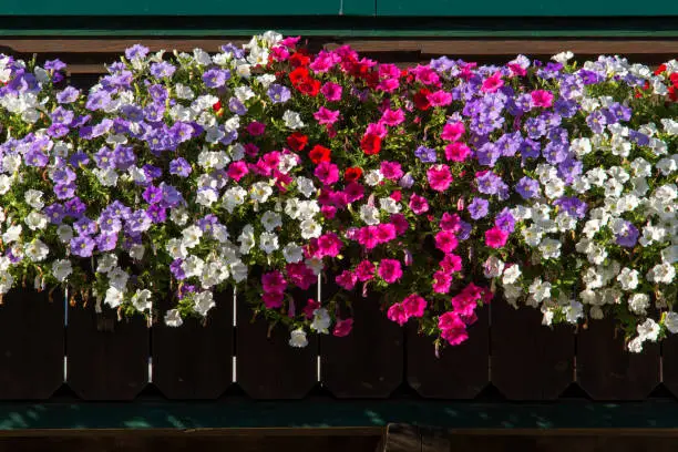 White, blue, red and pink petunias growing over a balcony.