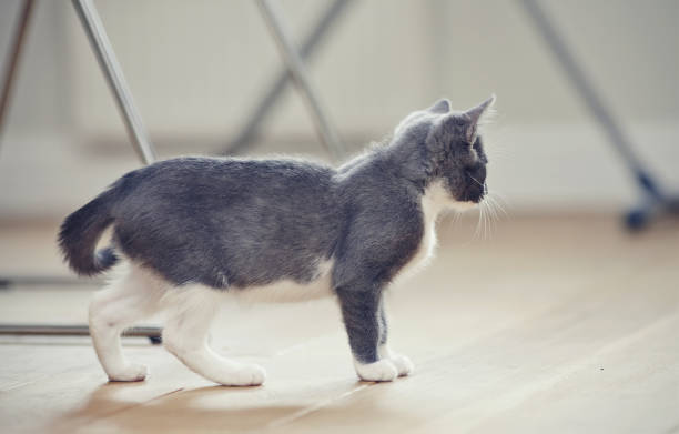 istock Gray kitten with white paws costs on a floor. 866214172