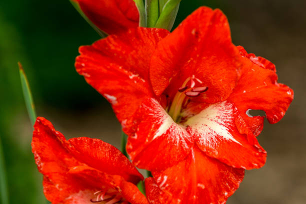 istock a red white blossom with green leaves 866214908