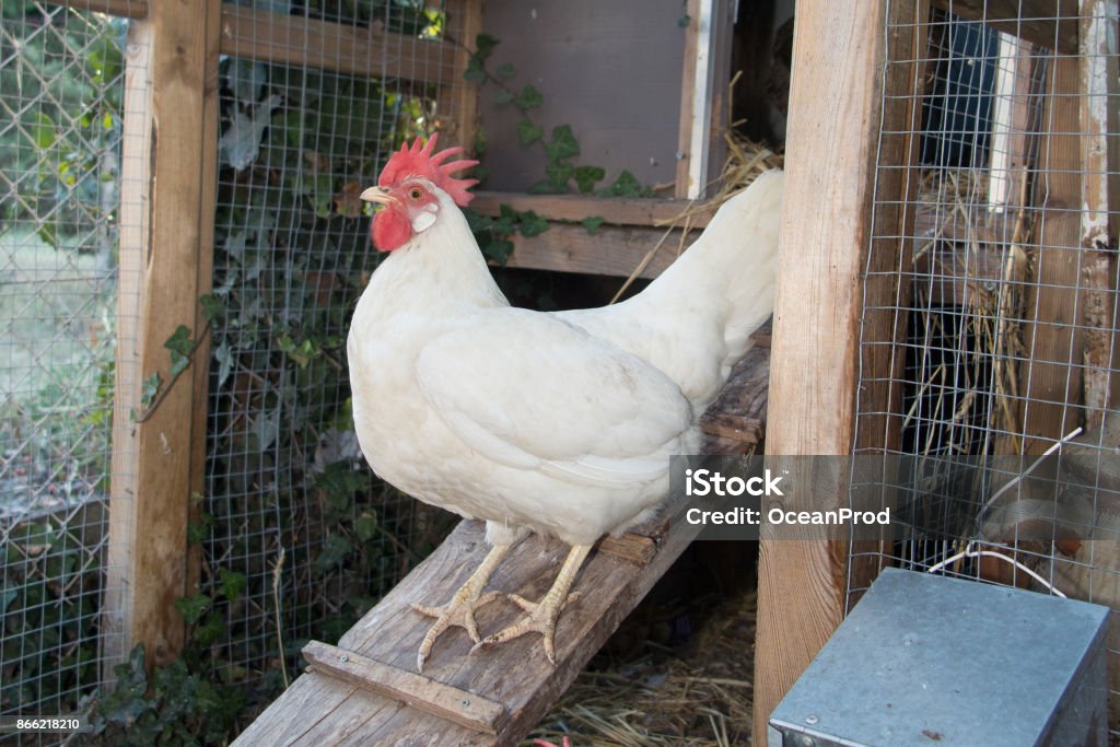 hen in the chicken coop A beautiful white hen in the henhouse Agriculture Stock Photo