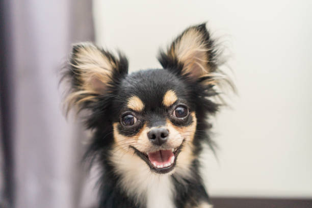 Chihuahua dog is a happy smile. Chihuahua dog is a happy smile. chihuahua dog photos stock pictures, royalty-free photos & images