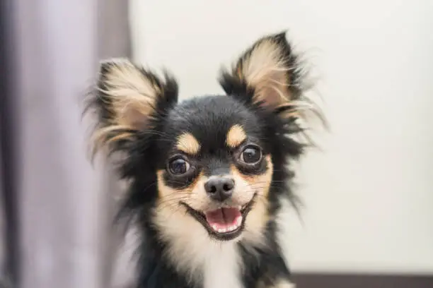 Photo of Chihuahua dog is a happy smile.