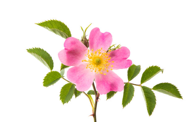 istock wild rose flower isolated 866218620