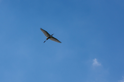 flying,Great Egret,Ardea alba