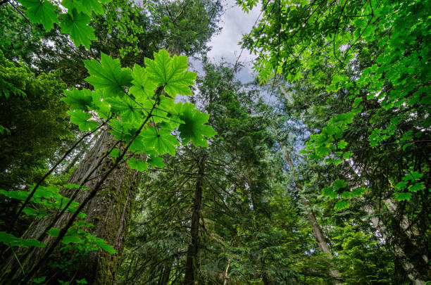 Giant Leaves - Cathedral Grove stock photo