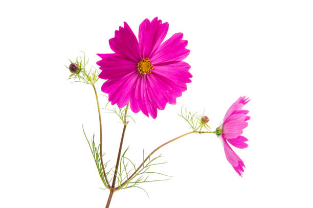 istock Pink cosmea flower 866221638