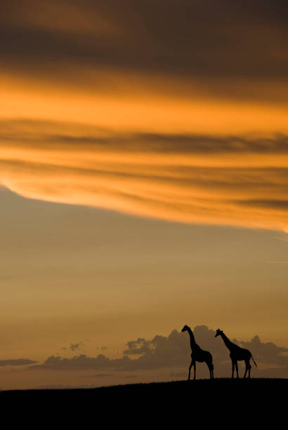 Two giraffes in silhouette against a red and orange sunset in Africa.