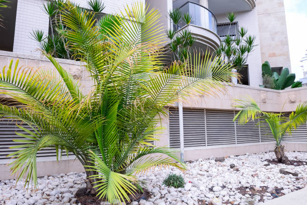 istock Close up Exotic Landscaping Design with palms in modern architecture building complex. Selective focus. Space for text. 866222702