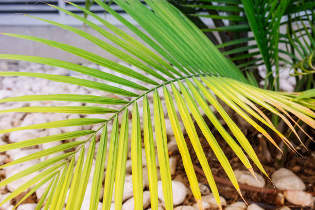 istock Close up Palm leaf on the tree in landscaping Design in modern architecture building complex. Selective focus. Space for text. 866222808