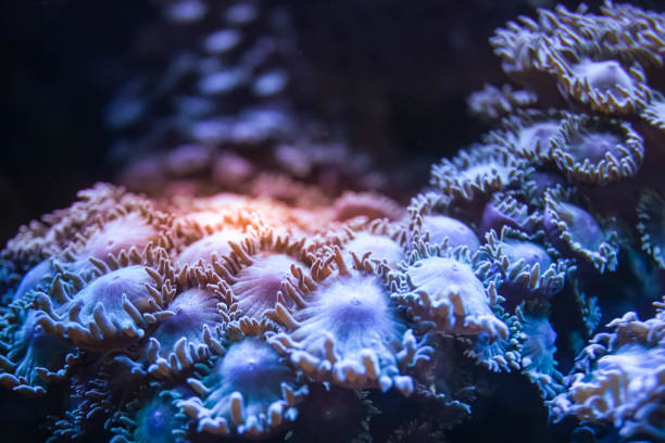 istock Soft corals in sea aquarium 866223312