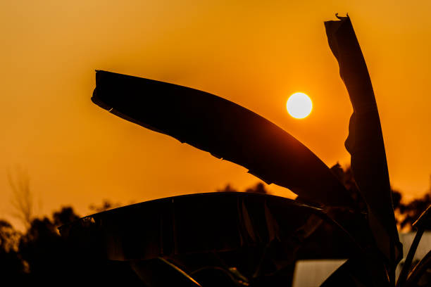silhouette of banana leaves before sundown.