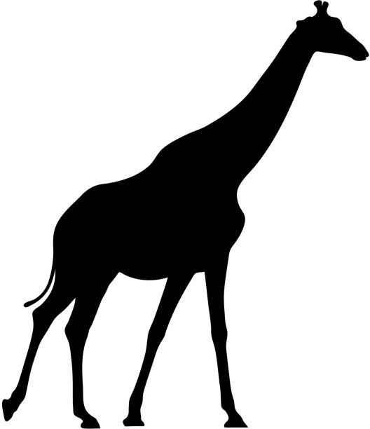 istock Black silhouette of giraffe on white background of vector illustration 866226264