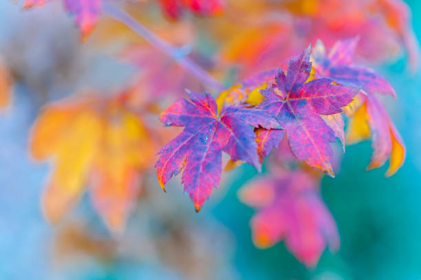 istock Colorful leaves of a Japanese maple tree 866226814