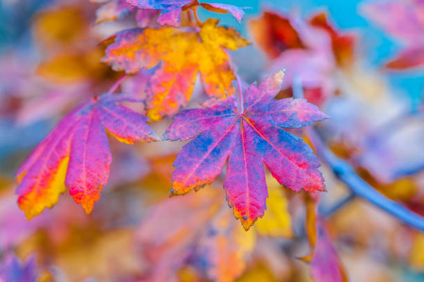 istock Colorful leaves of a Japanese maple tree 866226844