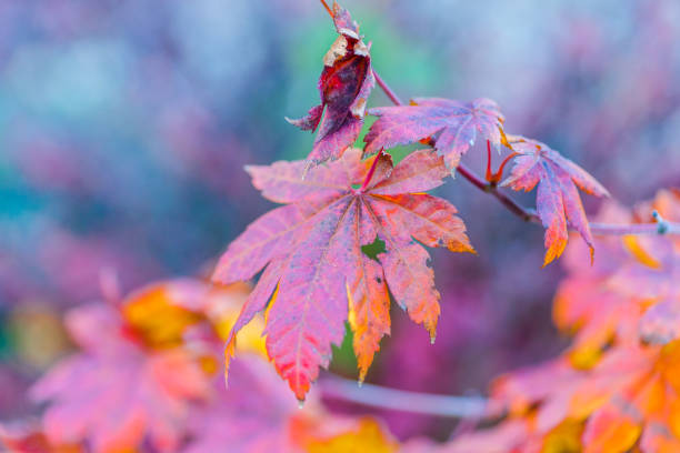 istock Colorful leaves of a Japanese maple tree 866226896