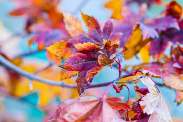 istock Colorful leaves of a Japanese maple tree 866226908