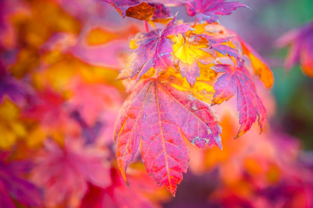 istock Colorful leaves of a Japanese maple tree 866226916