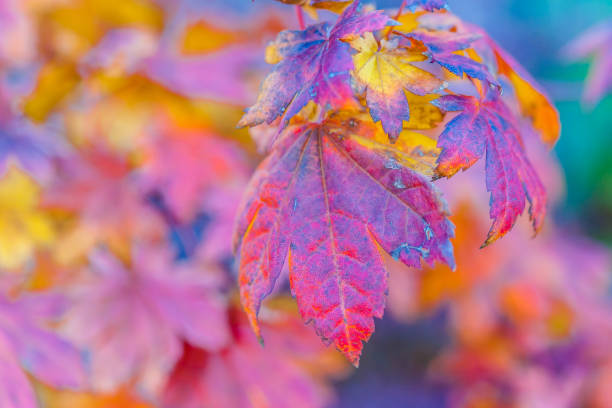 istock Colorful leaves of a Japanese maple tree 866226928