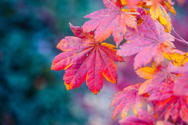 istock Colorful leaves of a Japanese maple tree 866226962