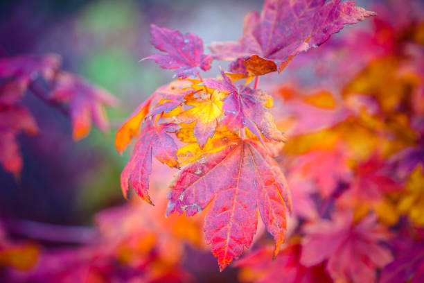 istock Colorful leaves of a Japanese maple tree 866227114