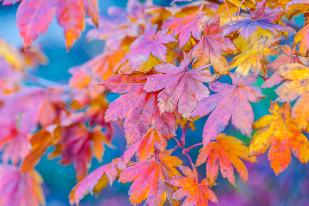 istock Colorful leaves of a Japanese maple tree 866227128