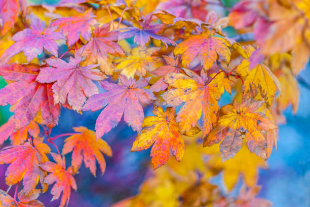 istock Colorful leaves of a Japanese maple tree 866227148