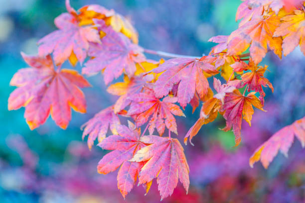 istock Colorful leaves of a Japanese maple tree 866227244