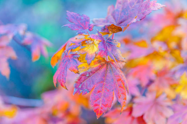 istock Colorful leaves of a Japanese maple tree 866227268