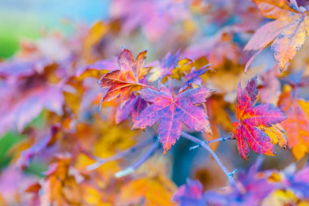 istock Colorful leaves of a Japanese maple tree 866227288