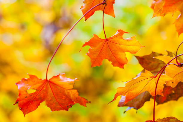 istock Colorful maple tree with yellow and orange leaves 866227520