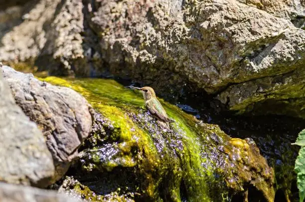 Anna's Hummingbird Taking A Bath - Victoria - Vancouver Island - Canada