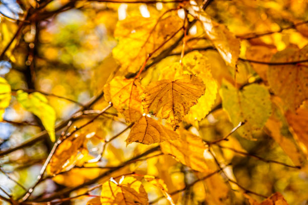 istock Aspen tree foliage in autumn 866227984