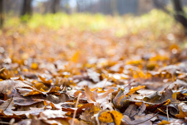 istock Fallen autumn leaves in the forest 866233392