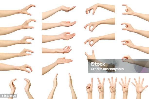 非表示の項目を測定女性の手のセットです白で隔離 - 手のストックフォトや画像を多数ご用意 - 手, 人間の手, 握る