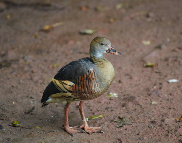 istock Plumed whistling duck (Dendrocygna eytoni) full body close up. 866236296