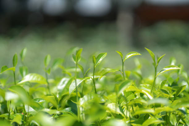 istock Green tea leaves in a tea plantation. 866237470