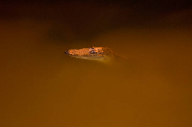 alligator swimming at night in muddy water pond