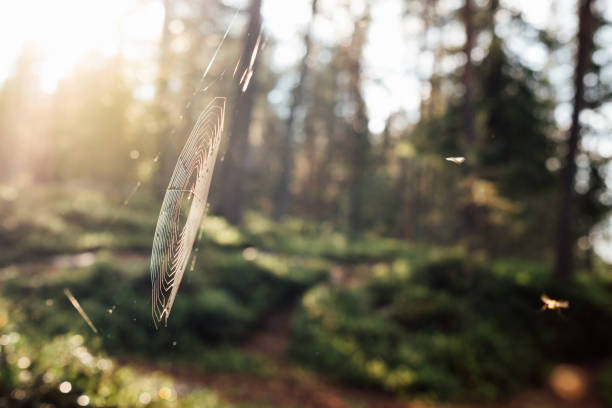 The spider's web on the branches of a tree in the forest