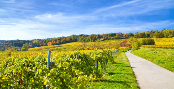 istock Vineyard in Rhineland (Germany Rheinland-Pfalz) 866244942