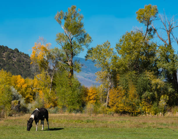 Colorado mountains horse with autumn trees