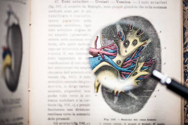 Magnifying glass on antique anatomy book: Kidney Magnifying glass on antique anatomy book: Kidney nephropathy photos stock pictures, royalty-free photos & images