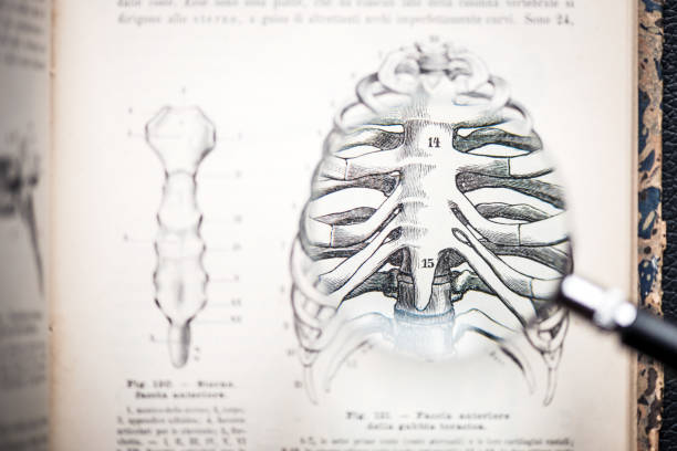 Magnifying glass on antique anatomy book: Rib cage