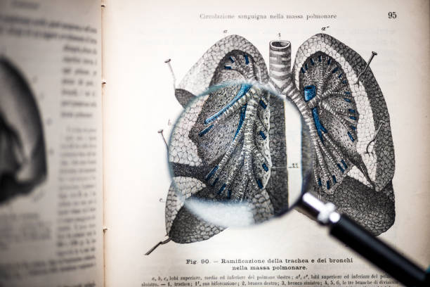 Magnifying glass on antique anatomy book: Trachea, bronchi and lungs