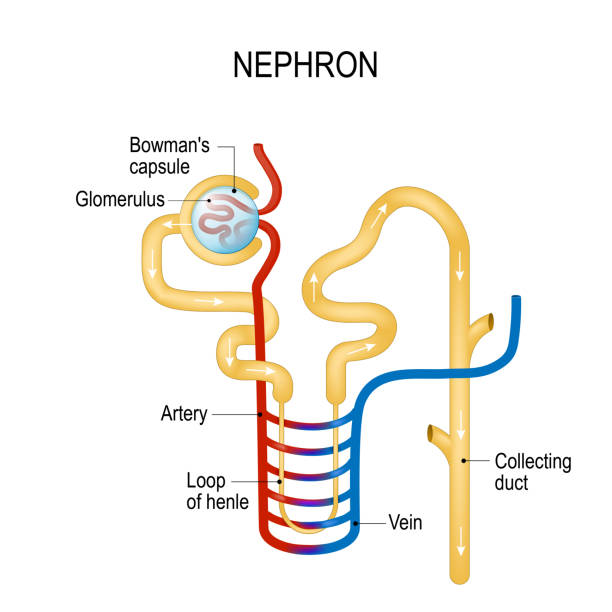 Structure of a Nephron. Formation of the urine. Structure of a Nephron. Formation of the urine. liquid enters to the glomerulus (in Browman's capsule) goes down by the loop of henle to collecting duct (in the kidneys). Vector diagram metabolism illustrations stock illustrations
