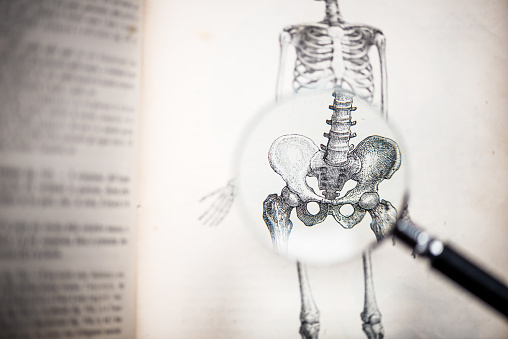 Magnifying glass on antique anatomy book: Pelvis