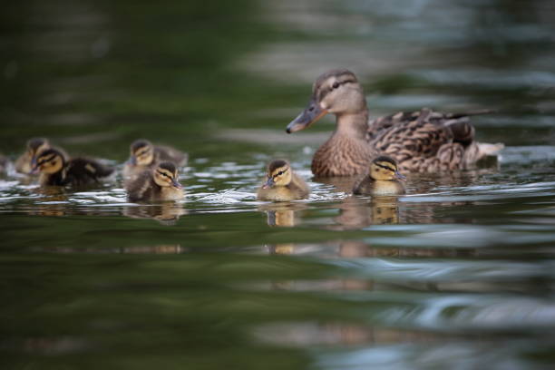 istock Mallard ducklings on lake 866251730