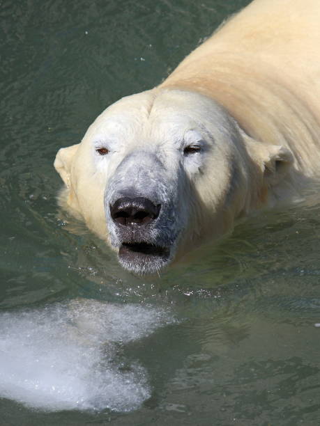 istock Polar bear close-up of a cold water 866254398