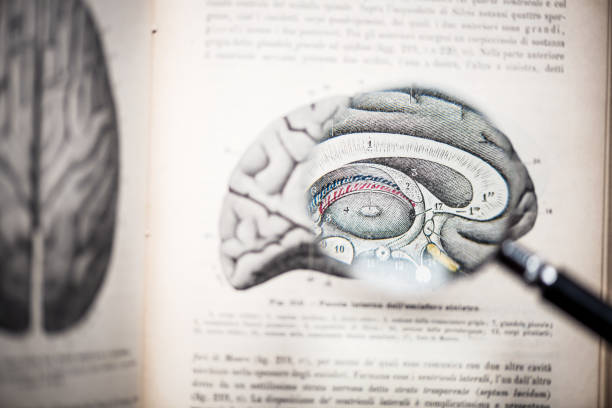 Magnifying glass on antique anatomy book: Brain