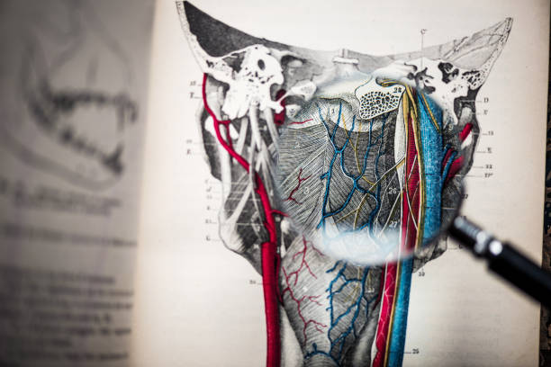 szkło powiększające na antycznej książce anatomii: pharynx - throat exam zdjęcia i obrazy z banku zdjęć