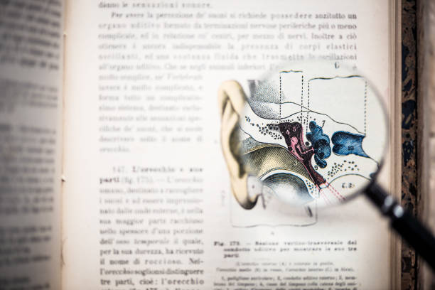 골동품 해부학 책에 돋보기: 귀 - ear exam 뉴스 사진 이미지